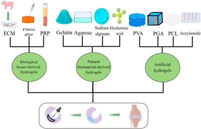 Applications and prospects of different functional hydrogels in meniscus repair